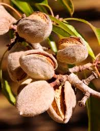 Almonds | Agricultural Marketing Resource Center - almond supplier