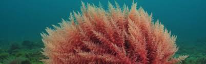 Carrageenan - American International Foods, Inc. - carrageenan supplier
