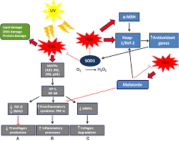 Superoxide Dismutase Supplier: Antioxidant & Cellular Protection - superoxide dismutase supplier
