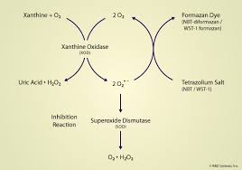 Superoxide Dismutase (SOD) - superoxide dismutase supplier