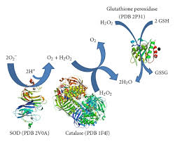 superoxide dismutase(EC 1.15.1.1) - Creative Enzymes - superoxide dismutase supplier