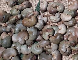 Cashew | Cashew Nuts Suppliers | Flora-Farm-Products - cashew supplier