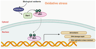 Superoxide Dismutase: What Is It, Skin Benefits, Cosmetic ... - glooshi. - superoxide dismutase supplier