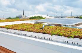 GREEN ROOF PRODUCTS - Greenrise Tech - green roofing supplier