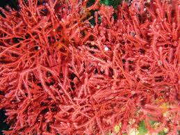 Indonesia Carrageenan Suppliers, Carrageenan Factory, Carrageenan ... - carrageenan supplier