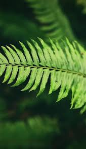 Botanical Extract Manufacturer | Ingex Botanicals - botanical extracts supplier from india