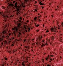 Carrageenan supplier in the UK - Ingredients UK - carrageenan supplier
