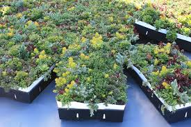 Products - LiveRoof Green Roof Systems - green roofing supplier