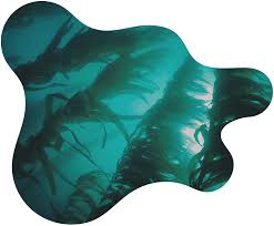 Lucky Frontier | Best Quality Seaweed Manufacturer | Kota Kinabalu, Sabah - carrageenan supplier