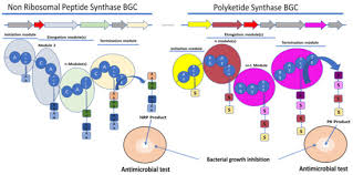 NCRP - peptide supplier