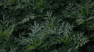 Botanical Extracts Manufacturer India | Nehal Naturals - botanical extracts supplier from india