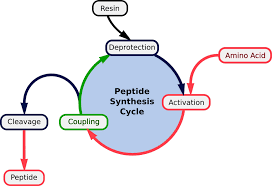 PolyPeptide - Peptides, Peptide Synthesis and Custom Peptide Synthesis - peptide supplier