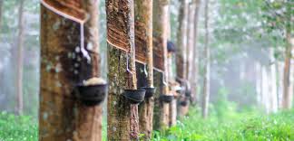 Malaysian rubber - supplier of rubber