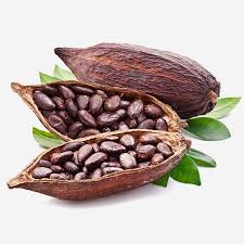 Cocoa - Products & Activities - Sucden - cocoa supplier