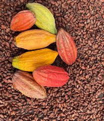 Uncommon Cacao - Wholesale Specialty Cacao - cocoa supplier