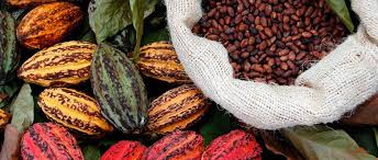 United Cocoa Processor · Home Page - cocoa supplier