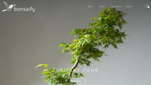 Bonsaify | Buy Bonsai Trees | Bonsai Pots & Supplies - bonsai plant supplier
