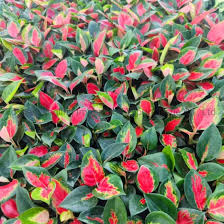 Aglaonema Suksom Jaipong Thailand Red ...