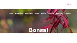 Bonsai - Nishiki Nursery - bonsai plant supplier