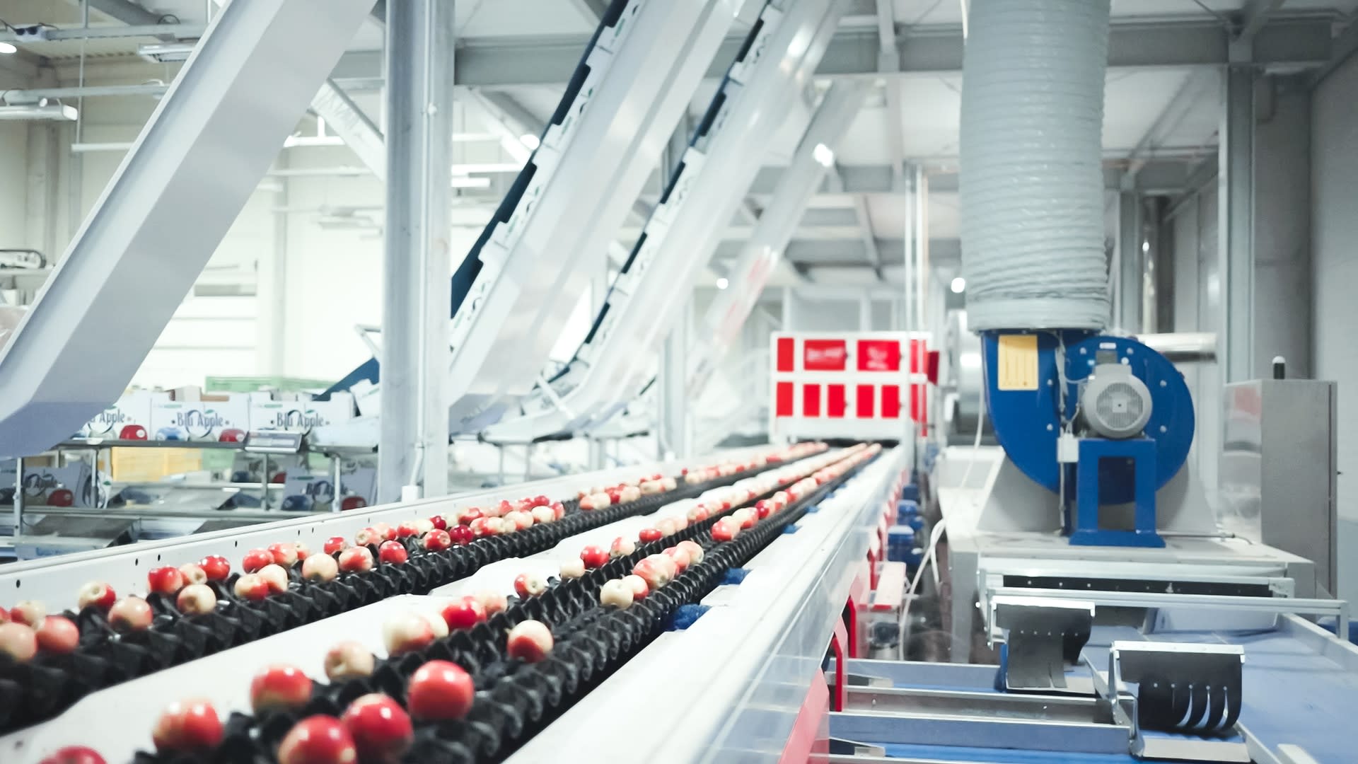 apple sorting machine industrial application