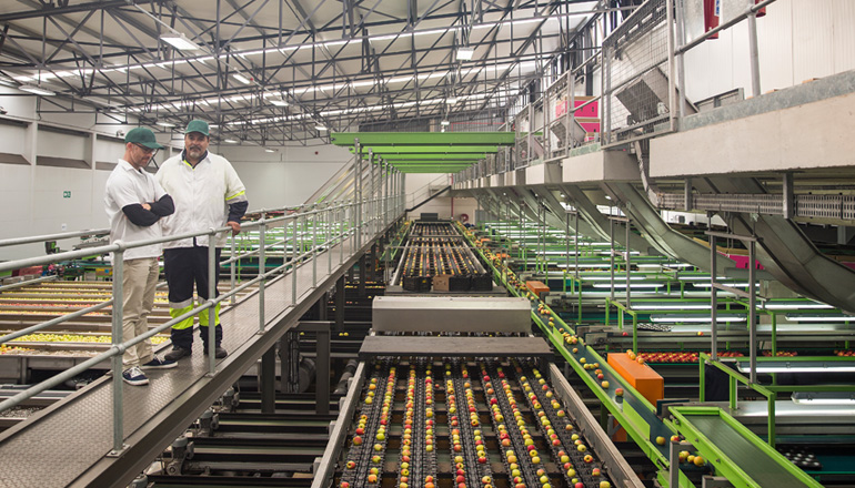 fruit sorting machine equipment