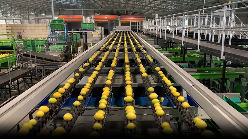 fruit sorting machine industrial application