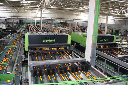 fruit sorting machine industrial application