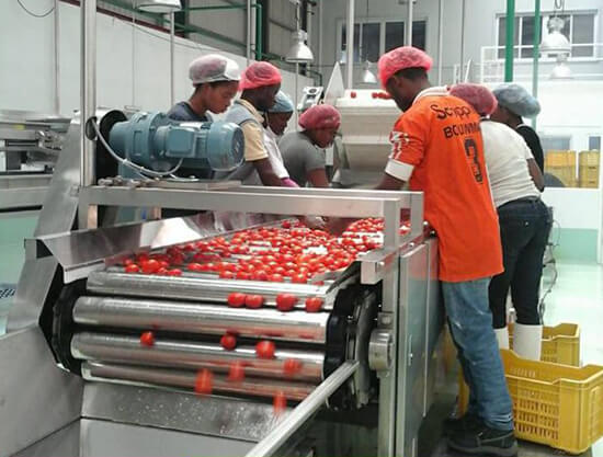 fruit sorting machine industrial application
